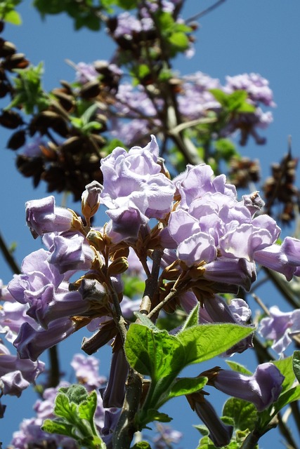 Novità da Alba di Montegibbio, arriva la Paulownia